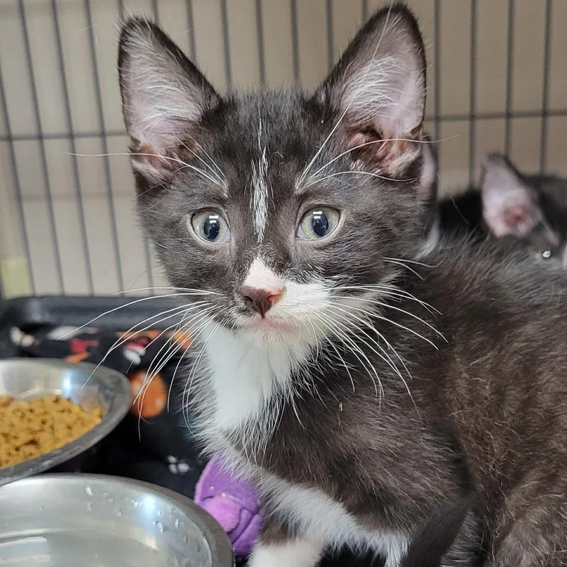 A baby small-sized male Black Domestic Short Hair cat named KingKong for adoption in Milan, IL