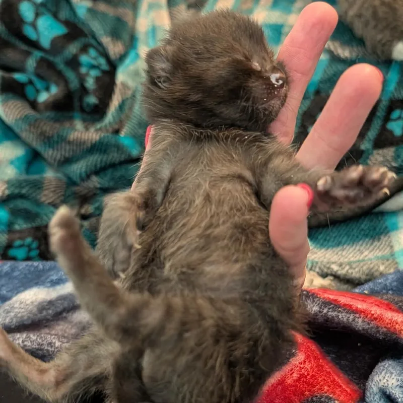 A baby small-sized male Black Domestic Short Hair cat named Oakley for adoption in Tampa, FL