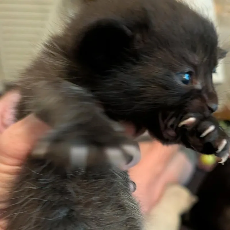 Oakley thumbnail 2
