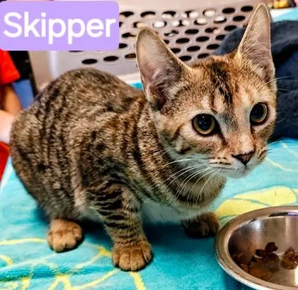 Skipper