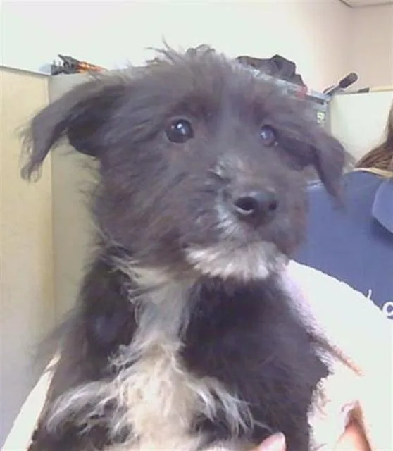A baby small-sized male Irish Terrier dog named Petunia for adoption in Sacramento, CA
