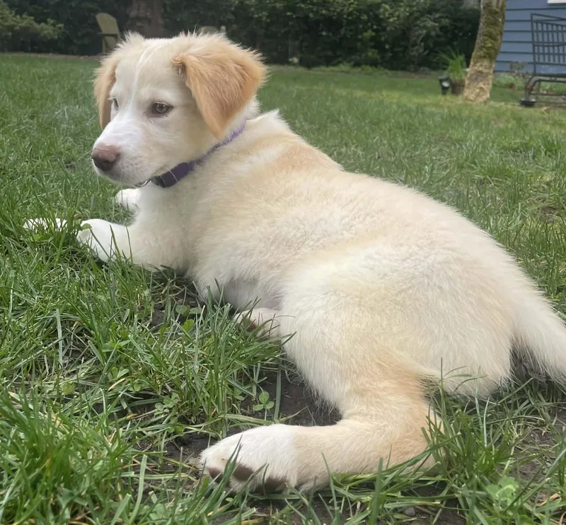 A baby medium-sized female White / Cream Siberian Husky dog named Purslane for adoption in Silvana, WA