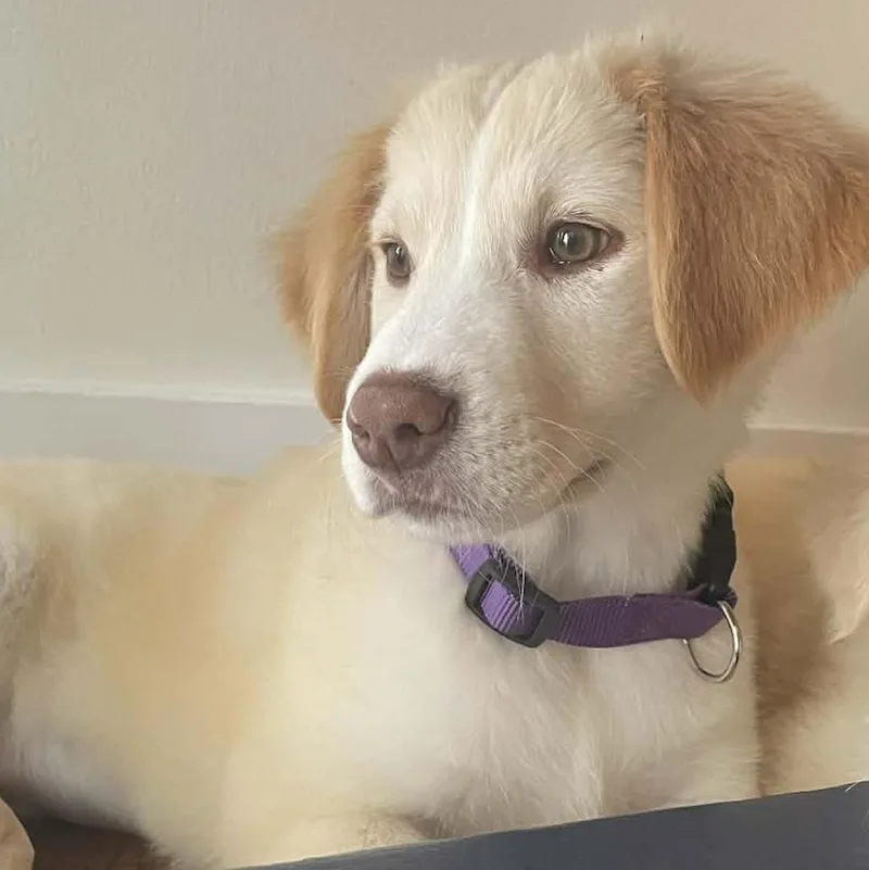 Purslane thumbnail 3