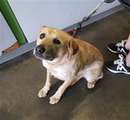 An adult large-sized female Australian Cattle Dog / Blue Heeler dog named Bambi for adoption in Los Angeles, CA