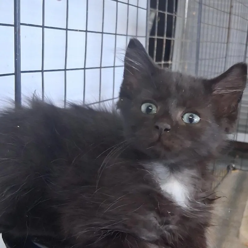 A baby small-sized female Black Domestic Short Hair cat named StellaMeet me at Eagan for adoption in Buffalo, MN