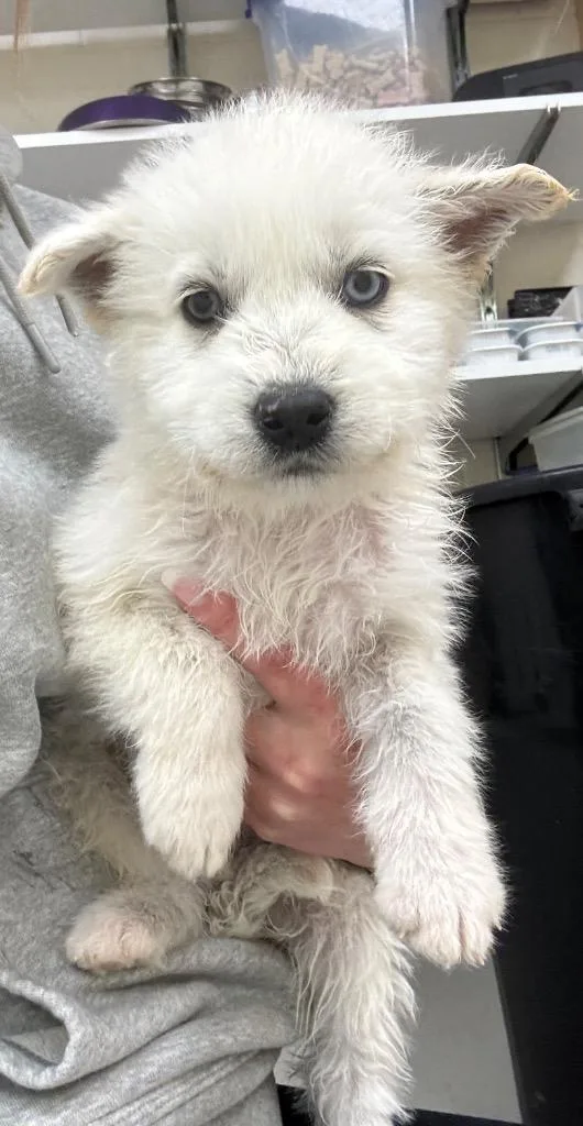 Bird  Finch thumbnail 2