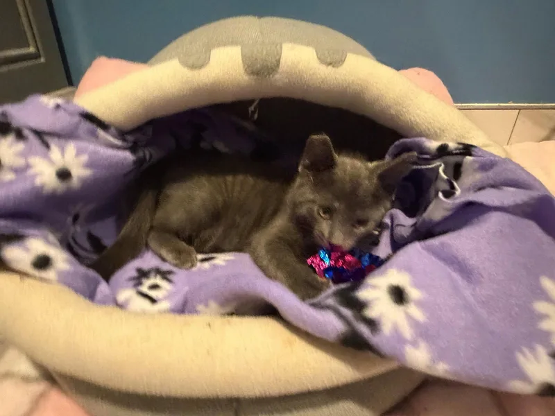 Prince thumbnail 3