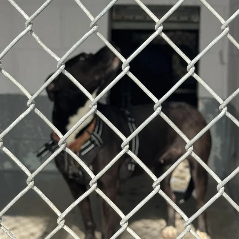 A senior small-sized female Black Pit Bull Terrier dog named Tilly for adoption in Columbus, NC