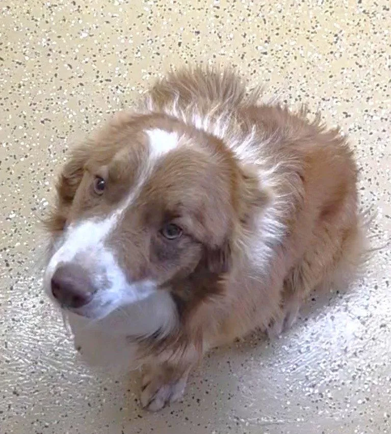 A young medium-sized male Border Collie dog named Willy for adoption in Winter Park, CO