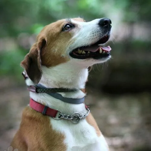 Pongo Beaufort thumbnail 3
