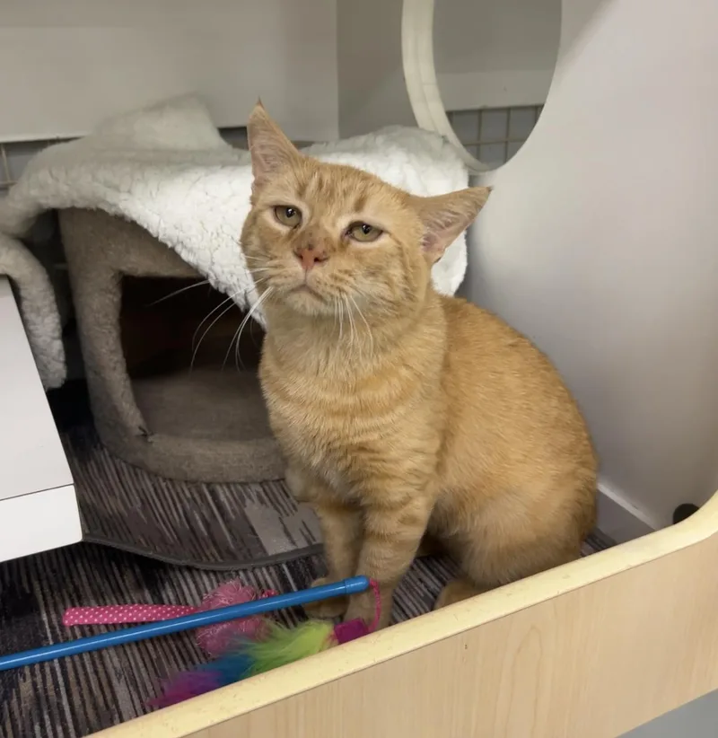 An adult medium-sized male Domestic Short Hair cat named Cheeto for adoption in Altoona, PA