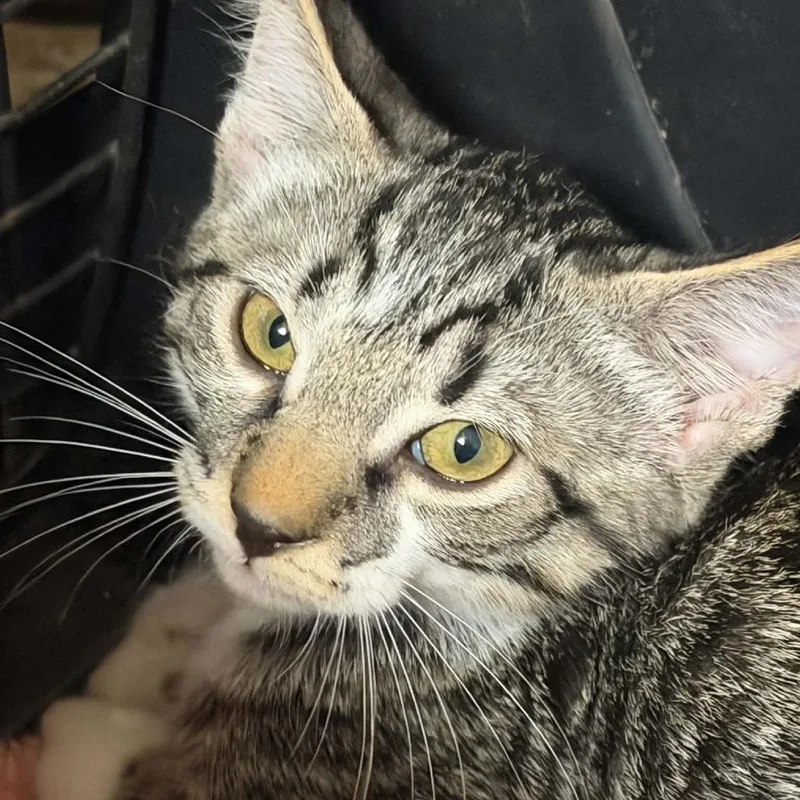 A baby small-sized male Brown / Chocolate Domestic Short Hair cat named Goose for adoption in Houston, TX