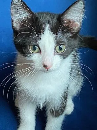 A baby small-sized female Domestic Short Hair cat named Hyde Park for adoption in Cincinnati, OH