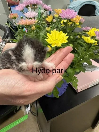 Hyde Park thumbnail 2
