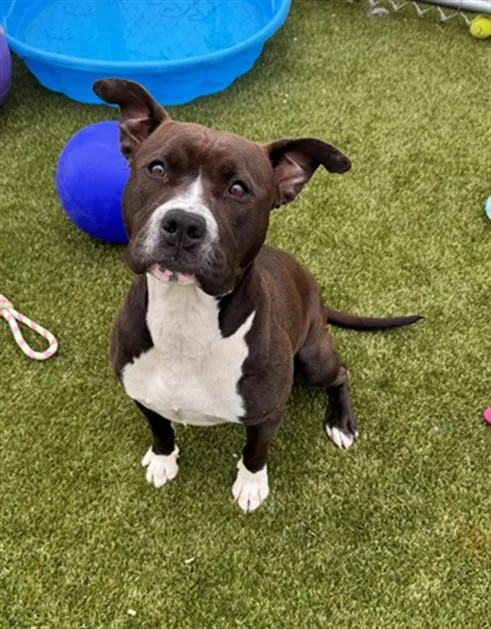 A young large-sized female Pit Bull Terrier dog named Socks for adoption in Toledo, OH