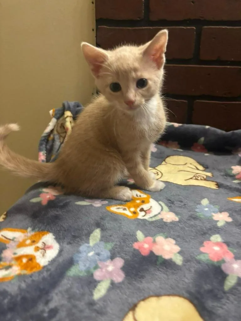 A baby small-sized male Domestic Short Hair cat named Macaroni for adoption in Hillsboro, OH
