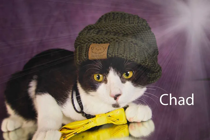 A young medium-sized male Black & White / Tuxedo Tuxedo cat named Chad for adoption in York, NE