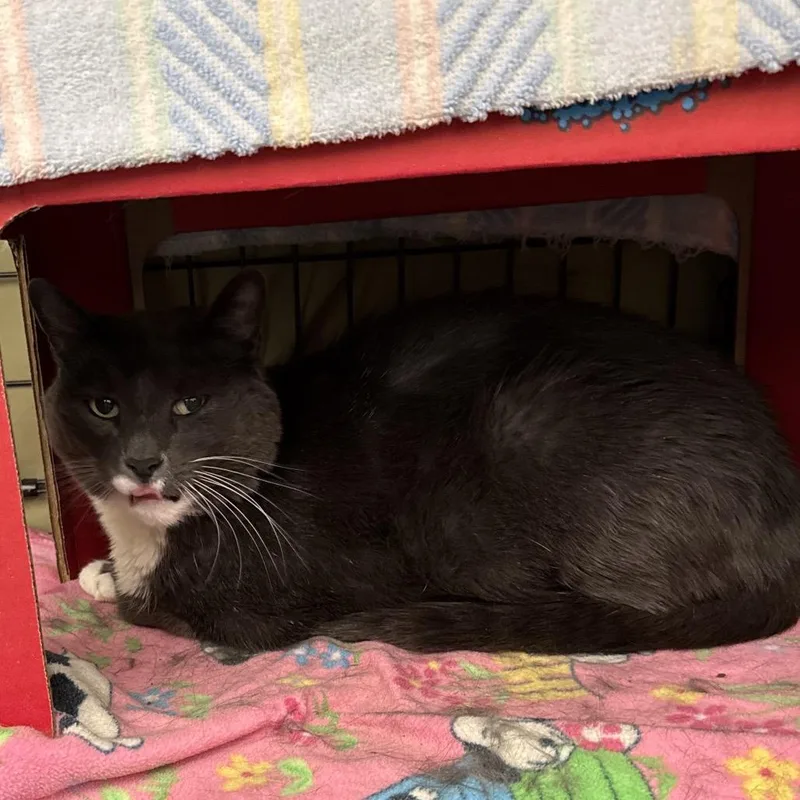An adult large-sized male Domestic Short Hair cat named Magnus for adoption in Bismarck, ND