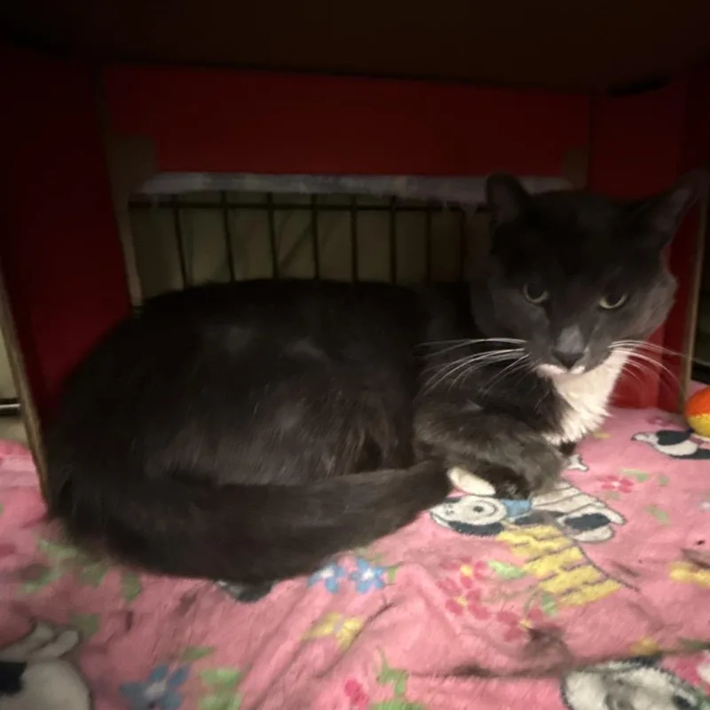 Magnus thumbnail 2