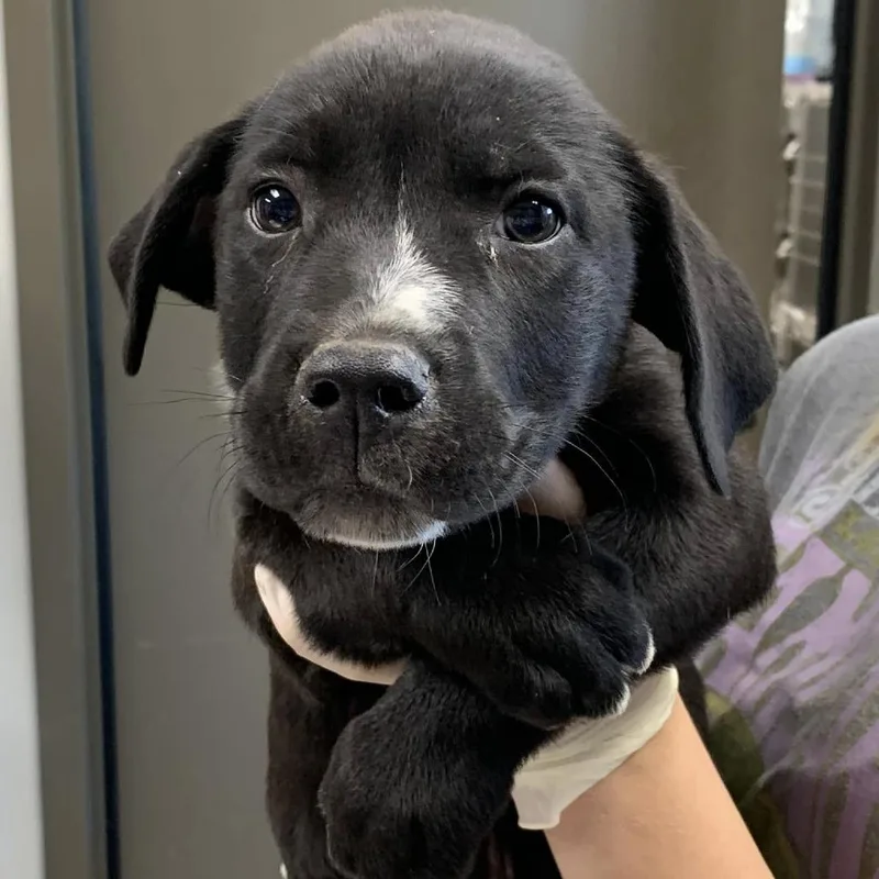 A baby small-sized male Black Retriever dog named Elmo for adoption in Cleveland, MS