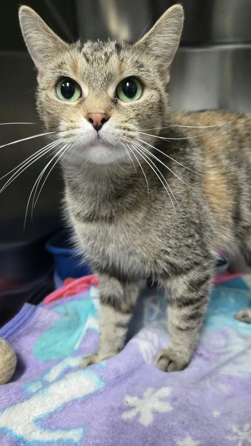 An adult medium-sized female Torbie Domestic Short Hair cat named Circe for adoption in Martinsville, IN