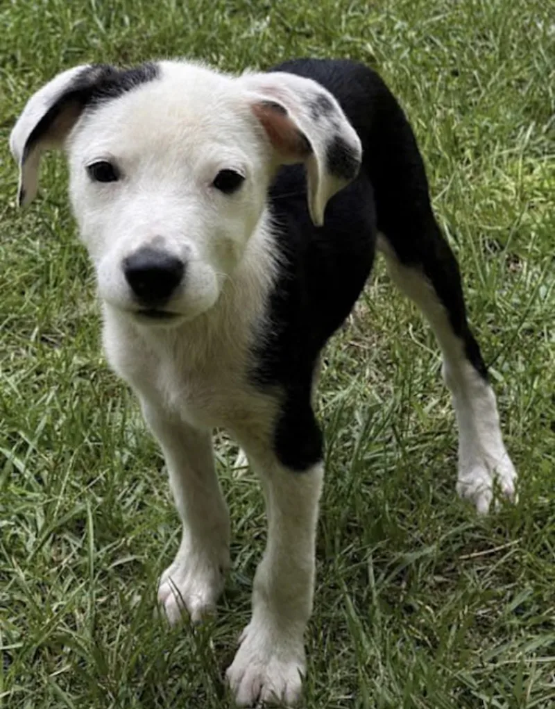 A baby medium-sized female Black Australian Shepherd dog named Yacht for adoption in Watertown, CT