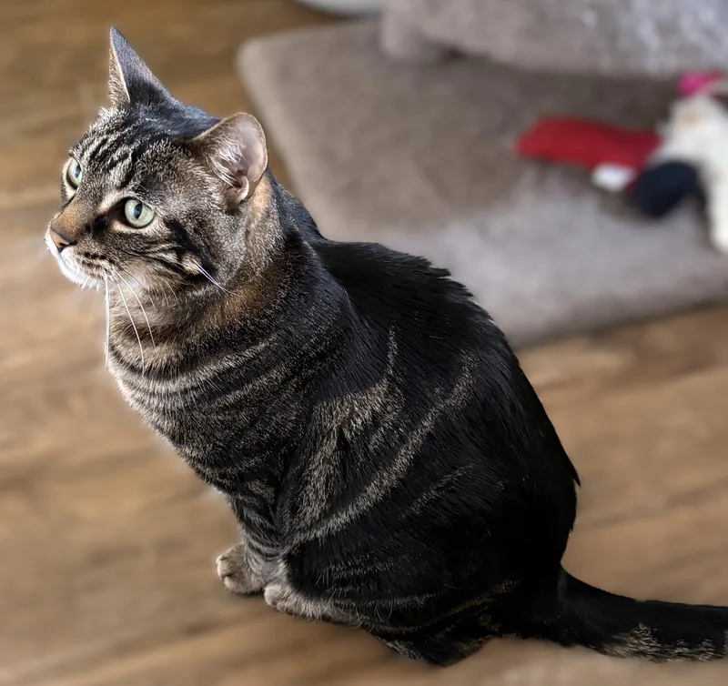 An adult medium-sized male Tabby (Orange / Red) Tabby cat named Spencer for adoption in Prescott, AZ