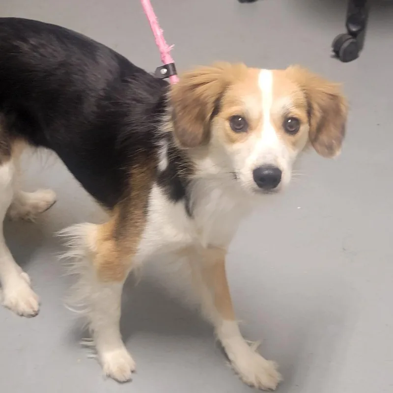 Serengeti thumbnail 3