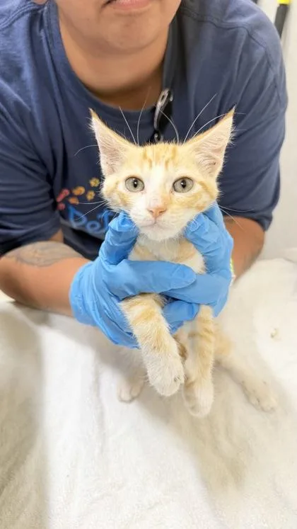 A baby small-sized male Domestic Short Hair cat named Chonk for adoption in Honolulu, HI