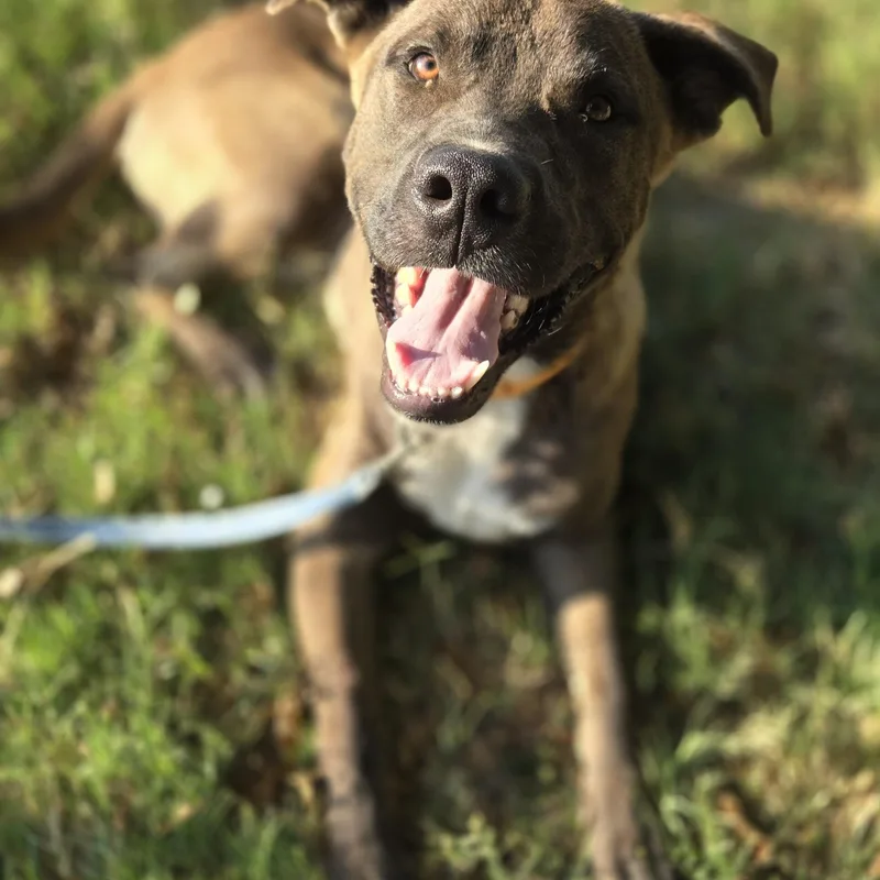 A young large-sized male Mixed Breed dog named Pongo for adoption in Okemah, OK
