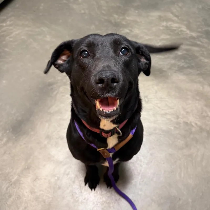 A senior medium-sized female Black Mixed Breed dog named Samantha for adoption in DeKalb, IL