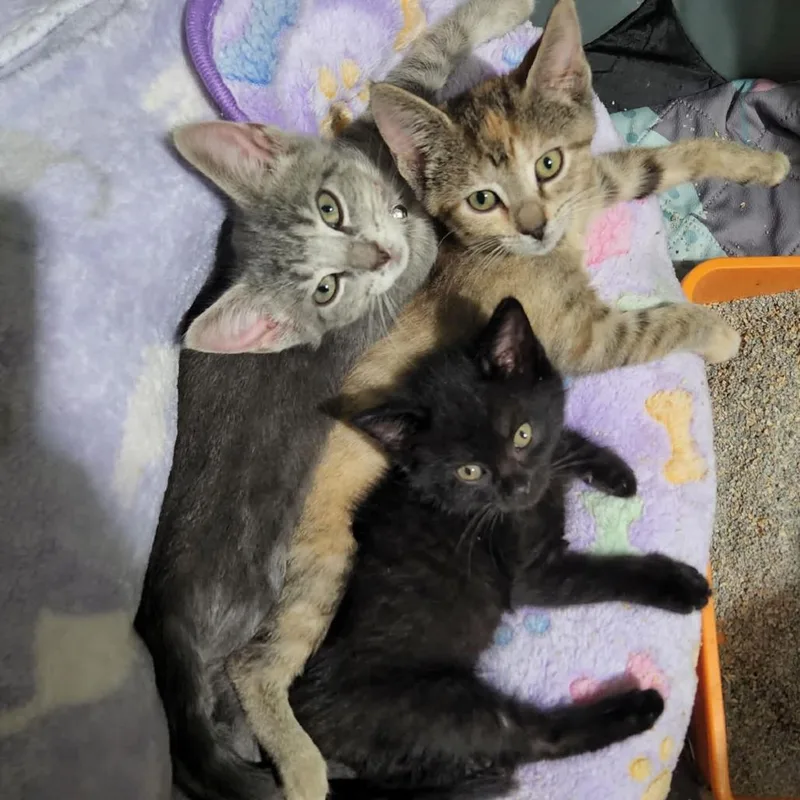 A baby small-sized female Gray / Blue / Silver Domestic Short Hair cat named Neapolitan for adoption in Dearborn, MI