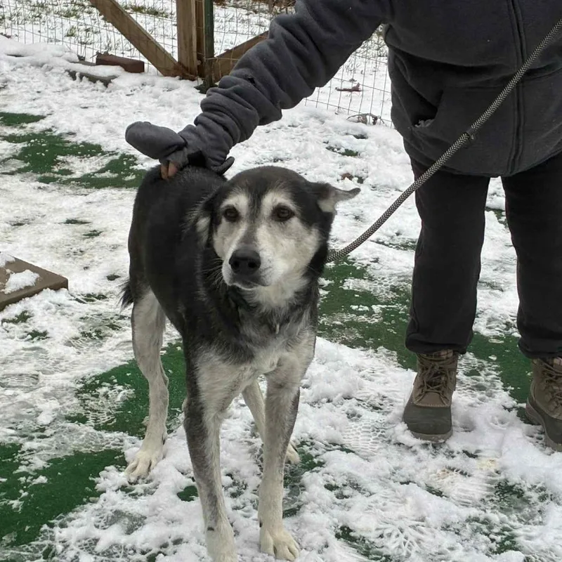 An adult large-sized male Black Mixed Breed dog named Wolfie for adoption in Tunkhannock, PA