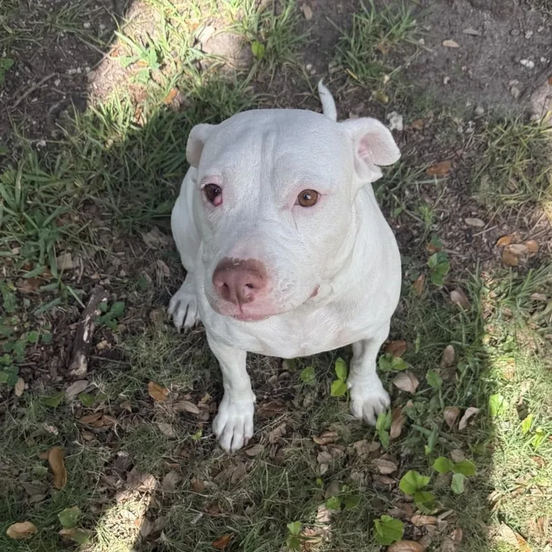 An adult medium-sized female White / Cream Pit Bull Terrier dog named Riley for adoption in Boca Raton, FL
