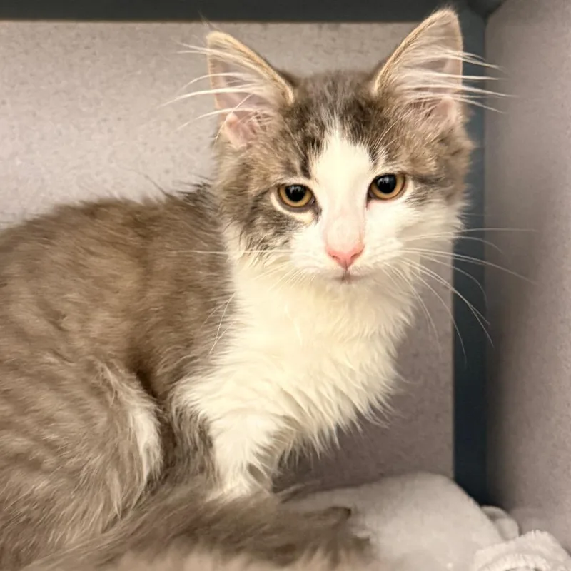 A baby small-sized female Gray / Blue / Silver Domestic Medium Hair cat named Dahlia for adoption in Evansville, IN