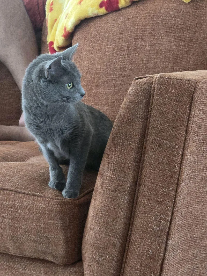 A baby medium-sized female Gray / Blue / Silver Domestic Short Hair cat named Bella for adoption in Murfreesboro, TN