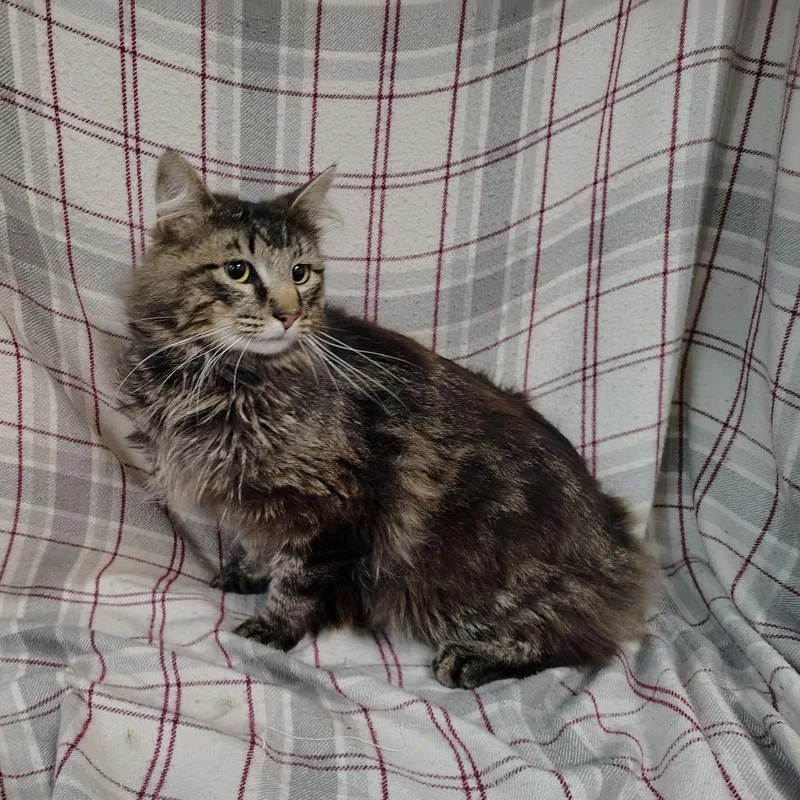 An adult medium-sized male Brown / Chocolate Domestic Long Hair cat named Aslan for adoption in Coos Bay, OR