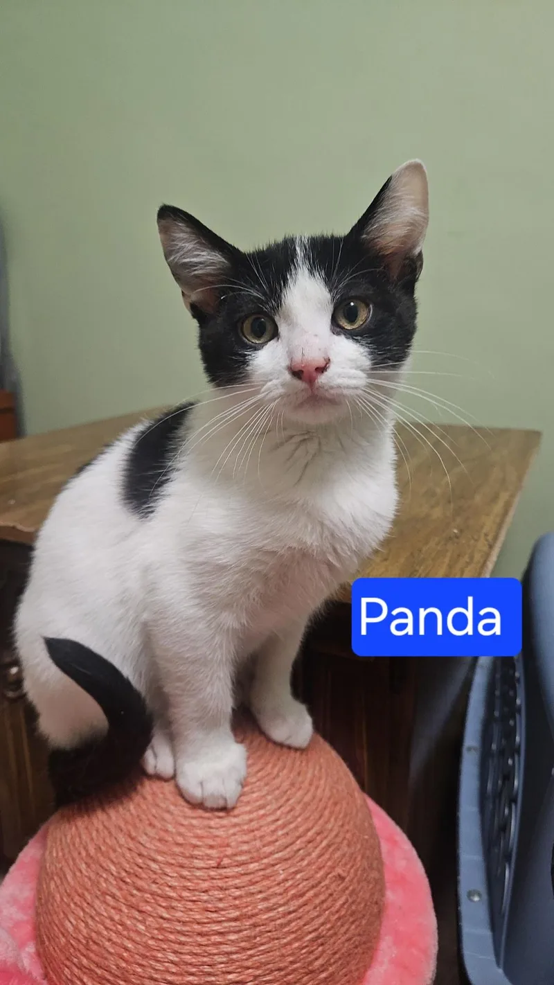 Panda thumbnail 2