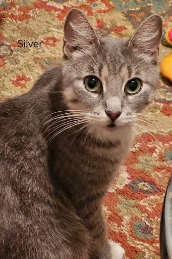 A young medium-sized female Domestic Short Hair cat named Silver for adoption in Parkville, MD