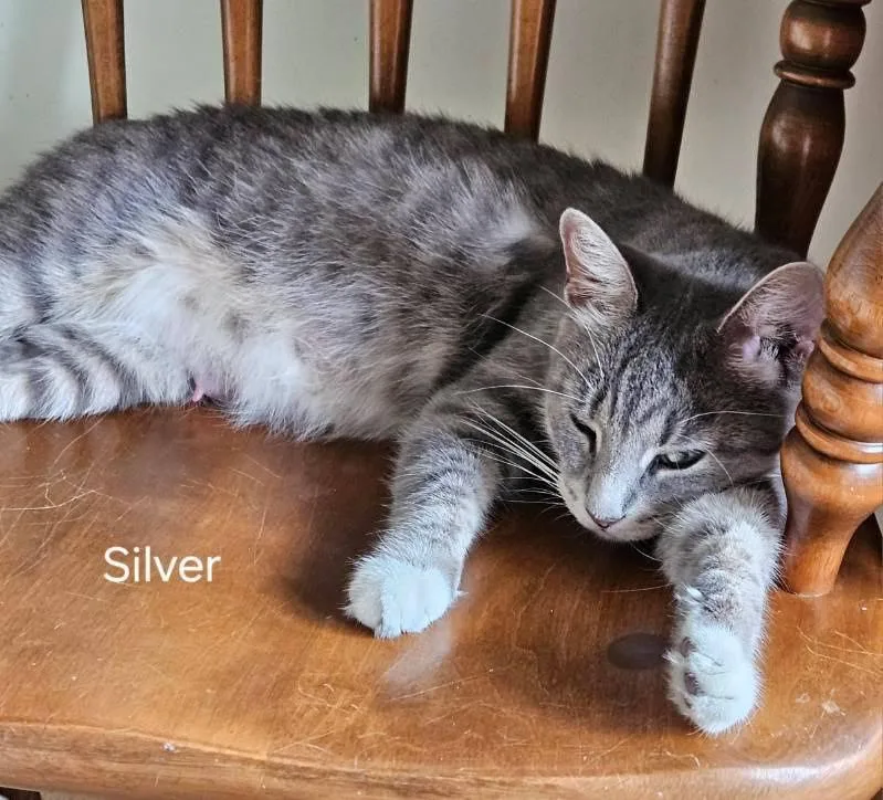 Silver thumbnail 2