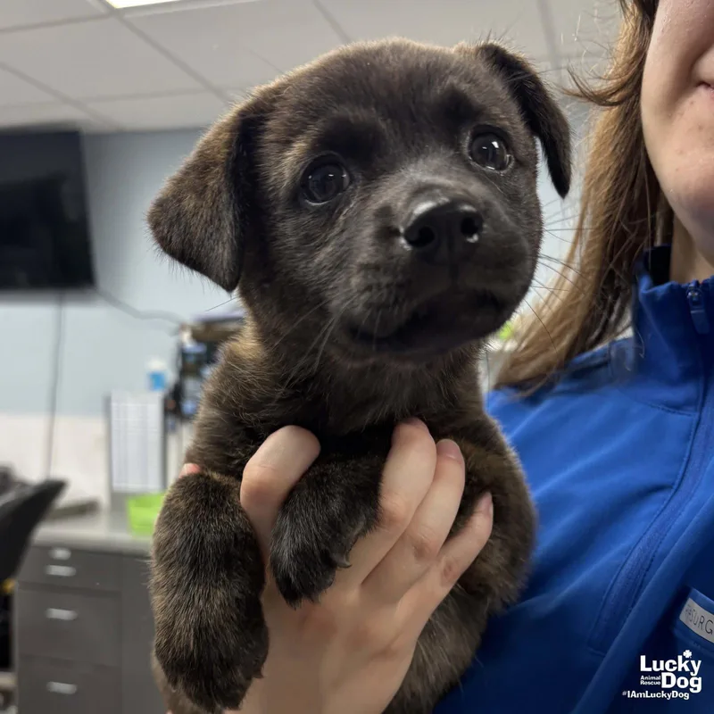 A baby medium-sized female Shepherd dog named Butterbean for adoption in Washington, DC