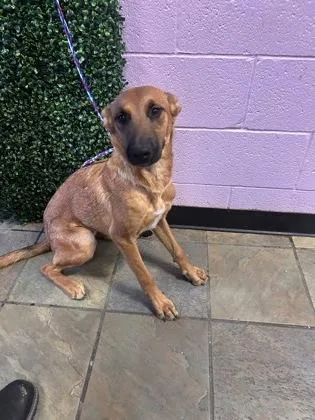 A young medium-sized female Brown / Chocolate Shepherd dog named 61402013 for adoption in El Paso, TX