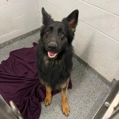 An adult large-sized male Black Mixed Breed dog named Dino for adoption in Jeffersonville, IN
