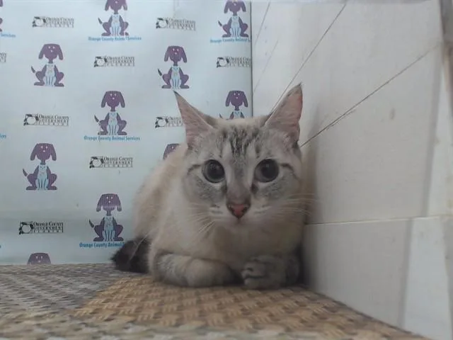 A young small-sized female Siamese cat named Moon for adoption in Orlando, FL