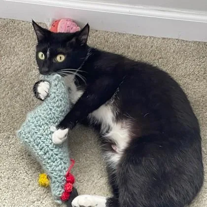 An adult small-sized female Black Domestic Short Hair cat named Captain Bonnie for adoption in Atlanta, GA