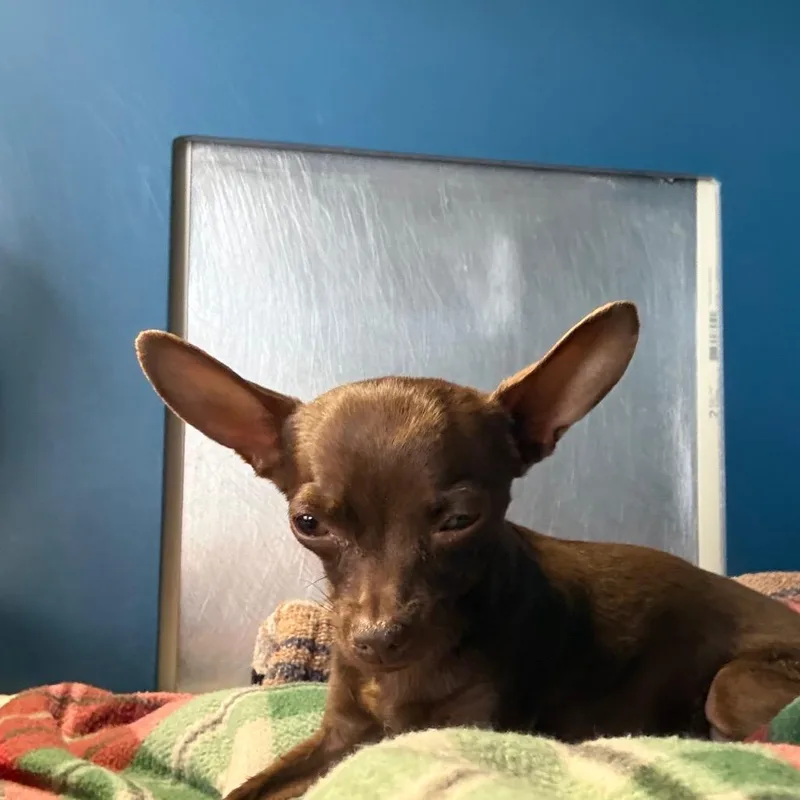An adult small-sized female Brown / Chocolate Chihuahua dog named Chaka for adoption in Yuma, AZ