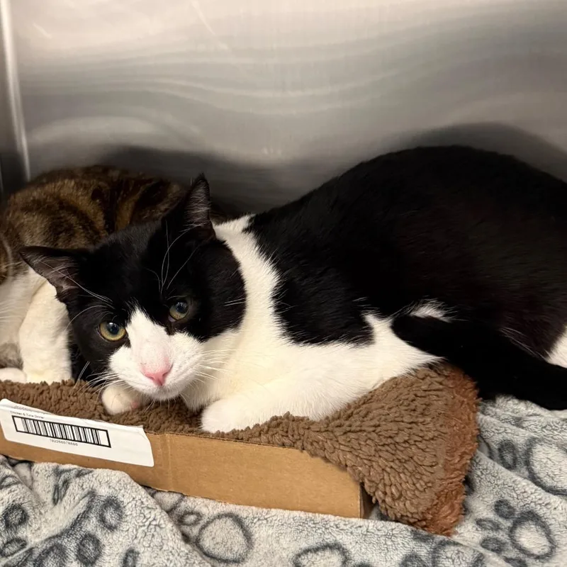 A young large-sized male Black Domestic Short Hair cat named Kimber for adoption in Spokane, WA