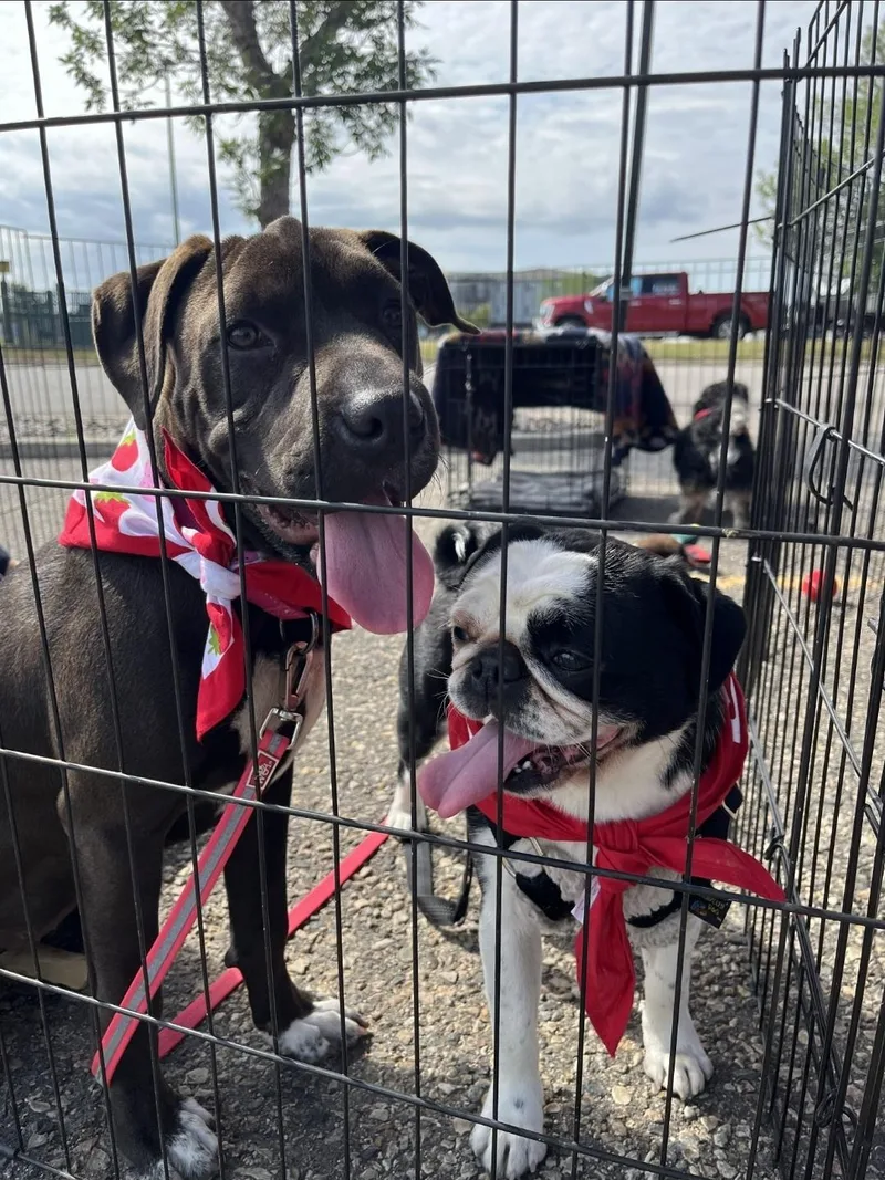 A baby medium-sized female Bicolor Pit Bull Terrier dog named Bertie for adoption in Wedgefield, SC