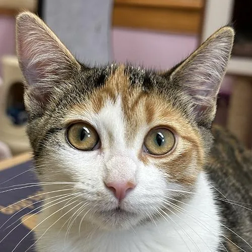 A baby medium-sized female Calico Domestic Short Hair cat named Leilani for adoption in Crystal Lake, IL