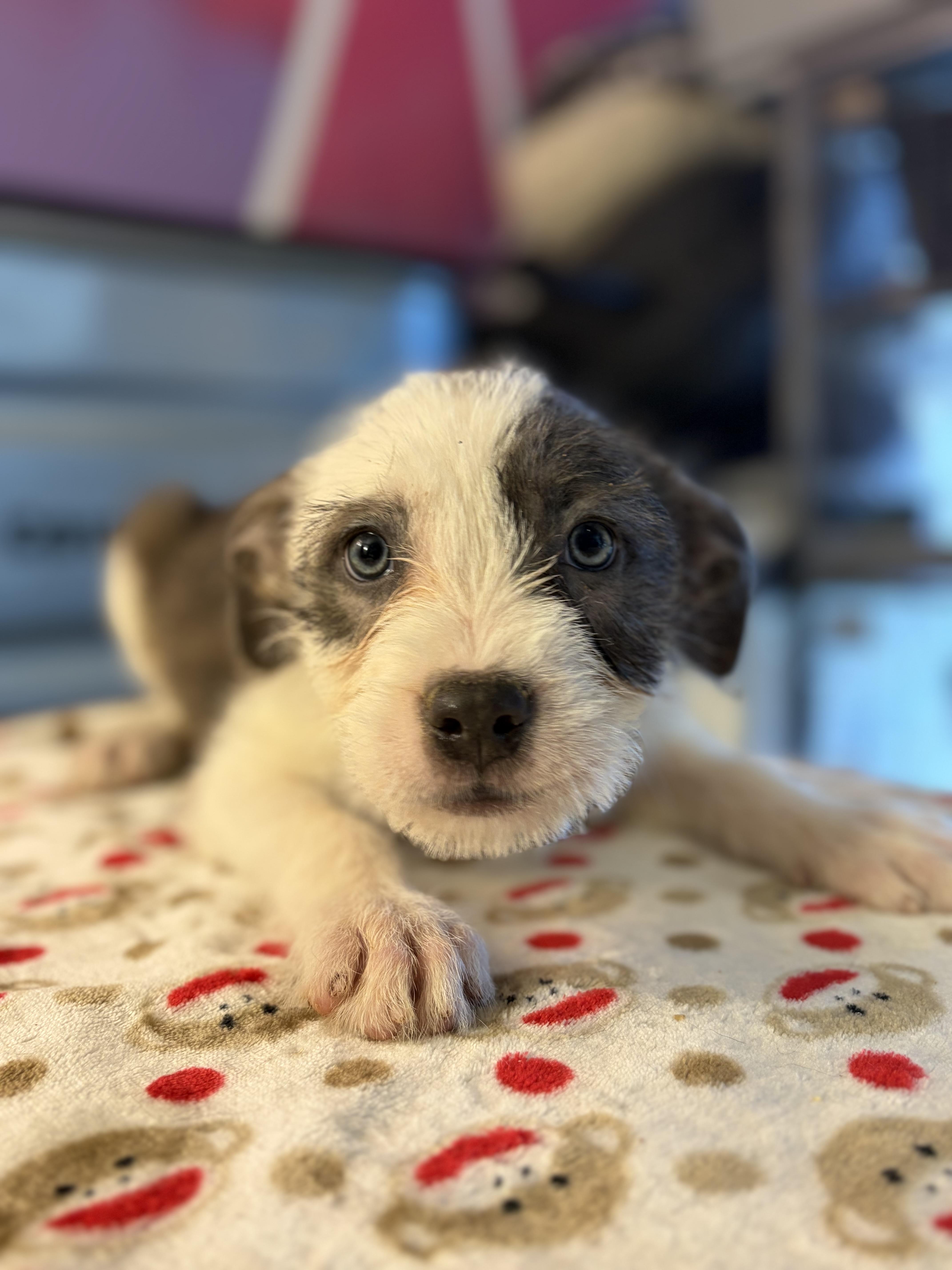 A baby medium-sized female White / Cream Pit Bull Terrier dog named May for adoption in Felton, PA